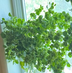 Bells of Ireland Seeds